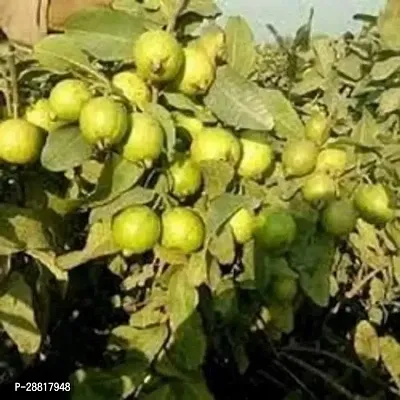 Baishnab  Guava Plant 155 Guava Plant