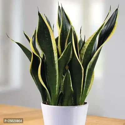 Baishnab  Sansevieria trifasciata  motherinlaw t-thumb0