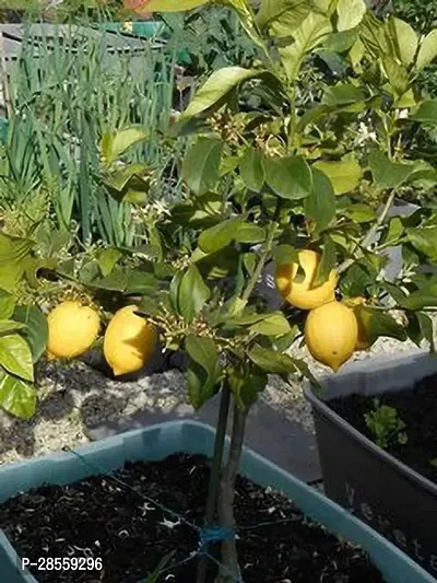 Baishnab Lemon Plant GSDLANTOJ_1782-thumb0