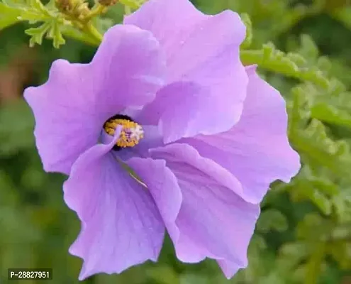 Baishnab  Hibiscus Blue Plant CF100 Hibiscus Plan-thumb0