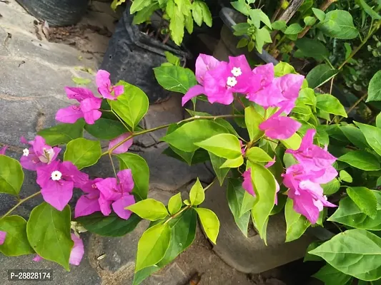 Baishnab  Bougainvillea Plant CF00060 Baugainvill