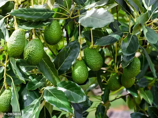 Baishnab  Avocado Plants Live PlantCF701 Avocado-thumb0