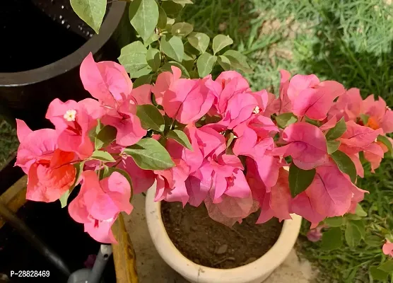 Baishnab  Bougainvillea Plant CF000120 Baugainvil-thumb0