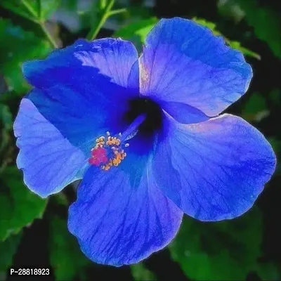 Baishnab  Hibiscus Blue Live Plant PG016 Hibiscus-thumb0