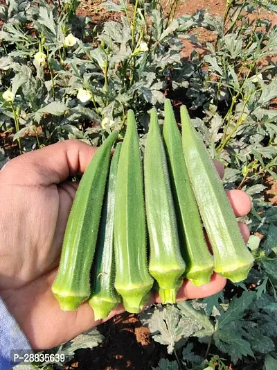 Baishnab Seed 300per packet XF383300 Green Okra 2584300PIECE-thumb0