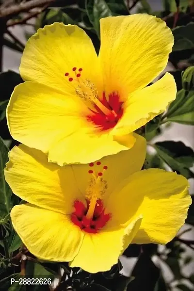 Baishnab  Hibiscus Yellow Live Plant PG5 Hibiscus-thumb0