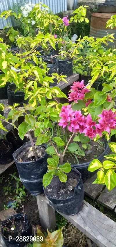 Baishnab  Bougainvillea Plant CF00089 Baugainvill