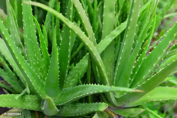 Baishnab  Aloe Vera Plant CF000121 Aloe Vera Plan-thumb0