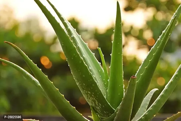 Baishnab  Aloe Vera Plant CF00063 Aloe Vera Plant-thumb0