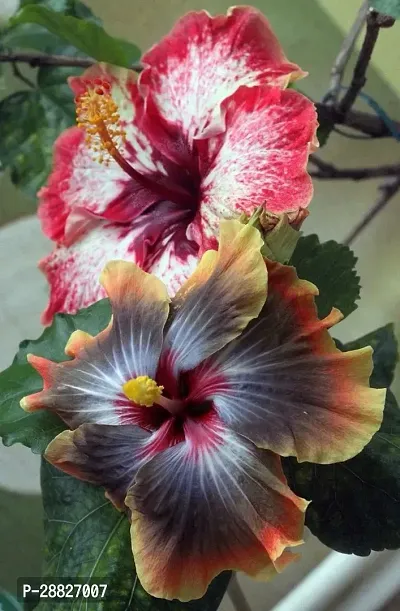 Baishnab  Hybrid Hibiscus Flower Live PlantCF356