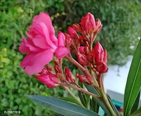 Baishnab  Plumeria Flower red  Live Plant CF103 P