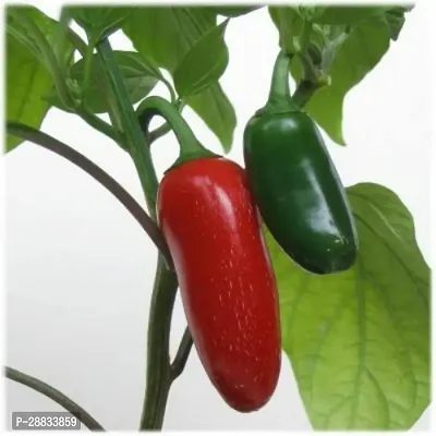 Baishnab w 75C41   BEST SELLER FARMER CHOICE PREMIUM 100 percent GERMINATION 200 SEEDS OF F1 HYBRID  CHILLIMIRCHI OR MIRCH.200PIECE