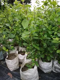 Baishnab Cherry Fruit Plant RR1 Red Cherry Fruit Tree-thumb1