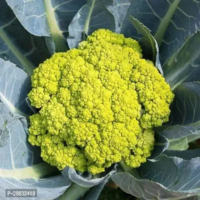 Baishnab Cauliflower seed 130 per packet   rbGreen Cauliflower  Phol Gobhi  F1 Hybrid Vegetable Seeds   G83130PIECE-thumb0