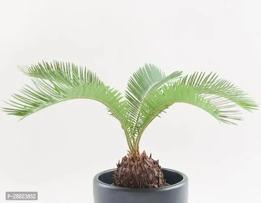 Baishnab  Cycas Revoluta Plant Live Plant CF68 Cy