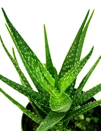 Baishnab Aloe Vera Plant Alovera Plant-thumb2