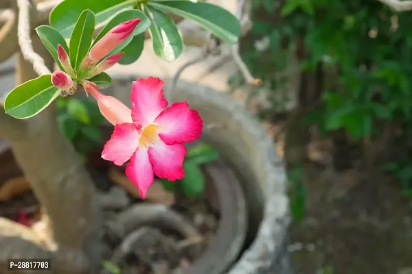 Baishnab  Adenium Plant 89 Adenium Plant