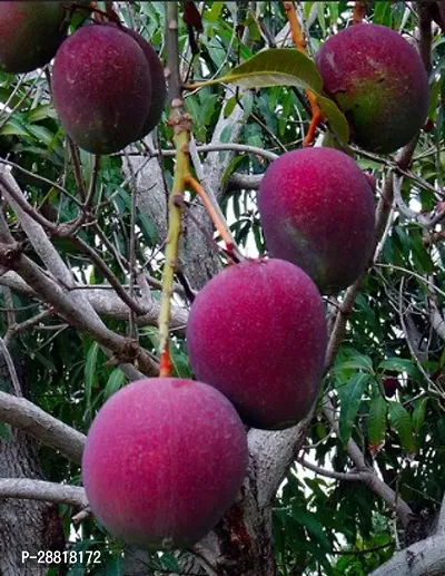 Baishnab  Apple Mango Plant Mango Plant