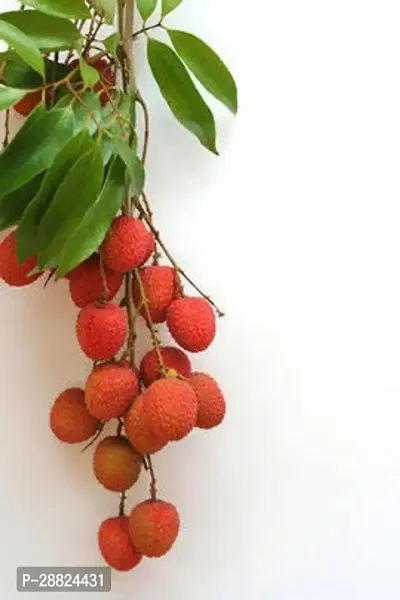 Baishnab  LVV11 Litchi Plant