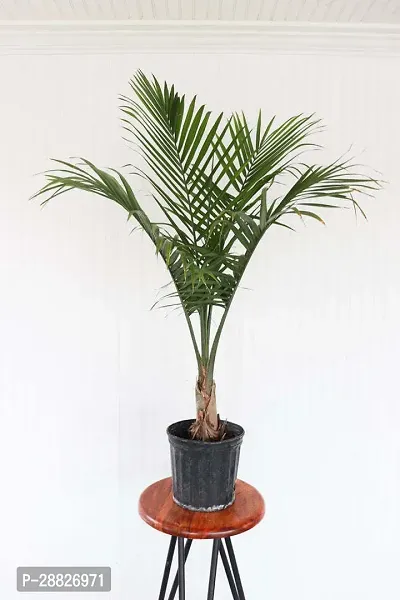 Baishnab  ARECA PLAM RW73 Areca Plam-thumb0