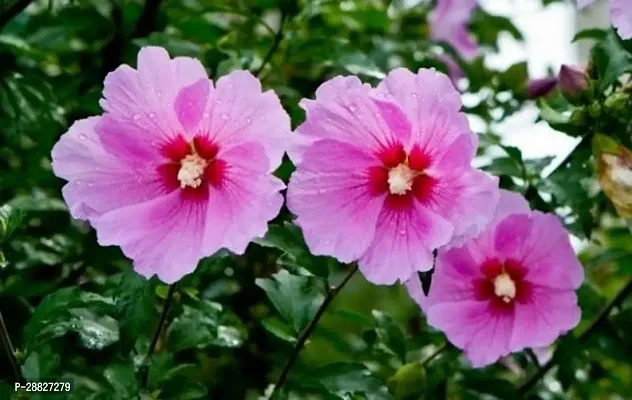 Baishnab  Hibiscus Pink  Red Plant CF0581 Hibisc-thumb0