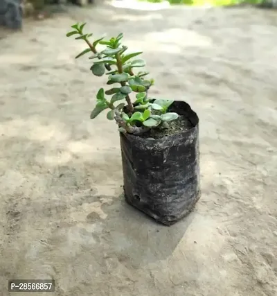 Baishnab Jade Plant Jade Plant-22