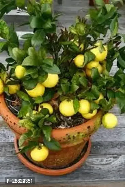 Baishnab  Group Lemon Live Plant Nimbu Ka Podha Lem-thumb0