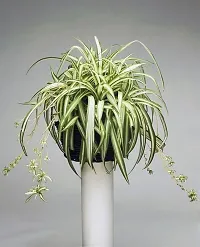 Baishnab Spider Plant African spider plant88-thumb1