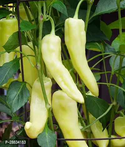 Baishnab chilli seed 20 ps mmlopCAPSICUM Sweet Banana Chili Pepper Seeds20PIECE