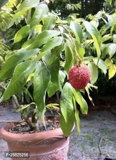 Baishnab  Litchi Plant Live Plant CF30105 Litchi-thumb0