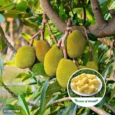 Baishnab  JACKFRUIT PLANT 4 Jackfruit Plant