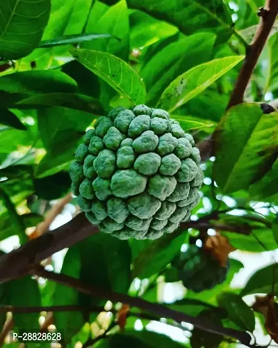 Baishnab  Custard Apple Live Plant Disha309017111