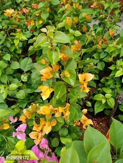 Baishnab  Baugainvillea Plant Disha000246 Baugai