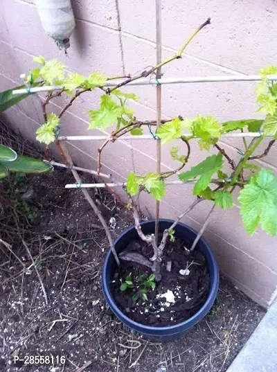 Baishnab Grapes Plant g311