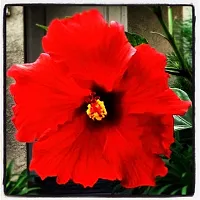 Baishnab Hibiscus Plant red hibiscus6-thumb1