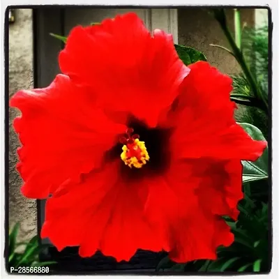 Baishnab Hibiscus Plant red hibiscus6-thumb2