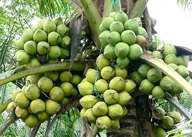 Baishnab Coconut Plant PATTA Kerala Coconut Tree Plant (1 Healthy Live Plant)-thumb2