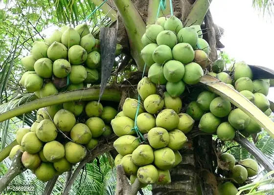 Baishnab Coconut Plant PATTA Kerala Coconut Tree Plant (1 Healthy Live Plant)-thumb3