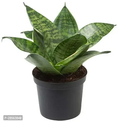 Baishnab Snake Plant Sansevieria| Futura Robusta | Snake Plant |Succulent | plants valleys-thumb0