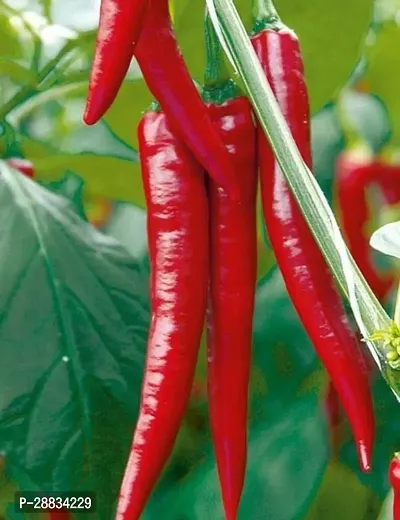 Baishnab Earth Seeds P96GRAND CHILLI SUPERIOR   10 SEED PACK OF 30 SEED X   1 PER PKTS   1 PACKET OF GRAND CHILLI SUPERIOR   1030PIECE