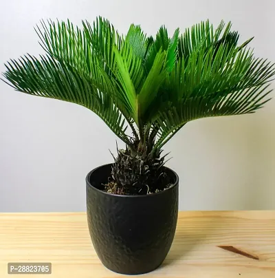 Baishnab  Cycas Revoluta Plant Live Plant CF81 Cy