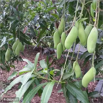 Baishnab Mango Plant banana mango live plant-thumb0