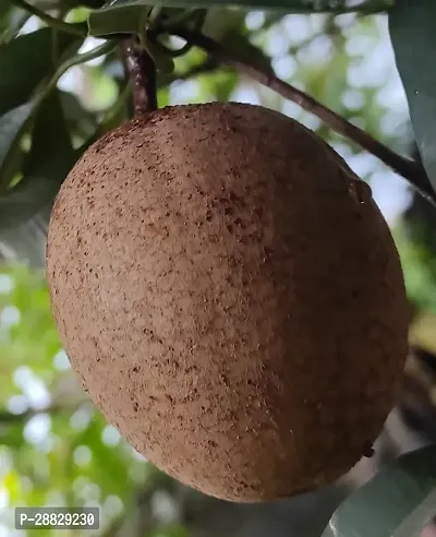 Baishnab  Hybrid Grafted Chikoo Live Plant CF100