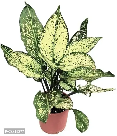 Baishnab  RedAglaonemaPotTray Aglaonema Plant-thumb0