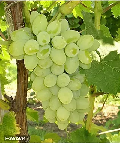 Baishnab  Grape plant  Vitis Grape Plant-thumb0