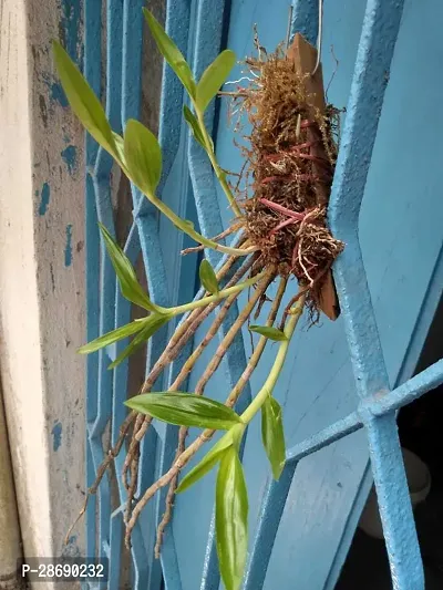 Baishnab Lily Plant Dendrobuim lituiflorum-thumb3