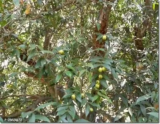 Baishnab  DAAD11 Jamun Plant