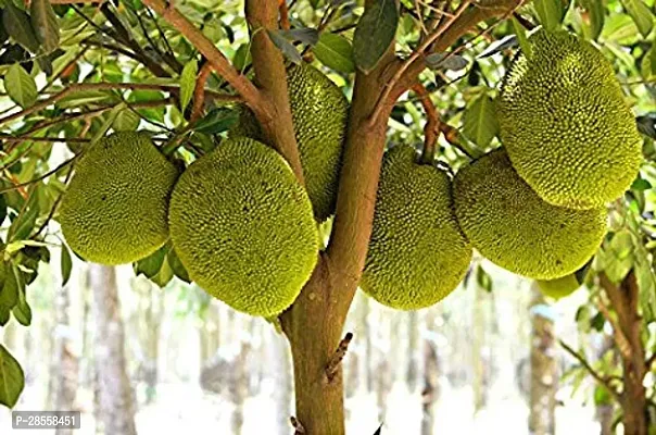 Baishnab Jackfruit Plant Hibrid Jackfruit Plant-thumb0