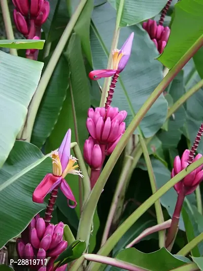 Baishnab  Musa Ornata Banana Plant Banana Plant-thumb0