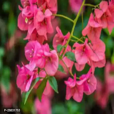 Baishnab  Bougainvillea  BGN LL Bougainvillea Plant-thumb0